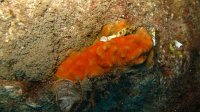 120 Cellepore pierreuse orange (Cellepora pumicata)